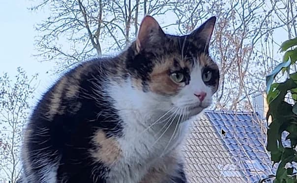 Fritzi, dreifarbig female European Shorthair for adoption at Mutig Tierschutz e.V.