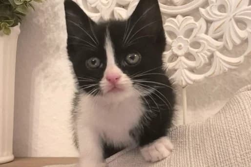 Ivy, female European Shorthair for adoption at Mutig Tierschutz e.V.