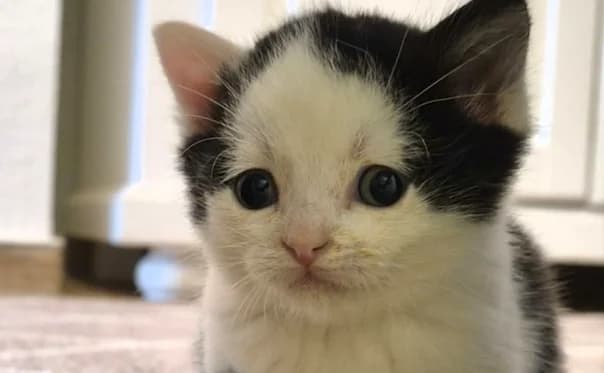 Wilbur, male European Shorthair for adoption at Mutig Tierschutz e.V.