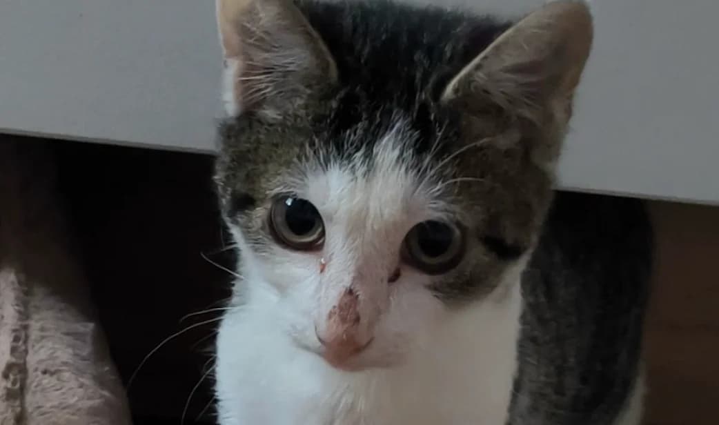 Cosmo, getigert male puppy European Shorthair for adoption at Mutig Tierschutz e.V.