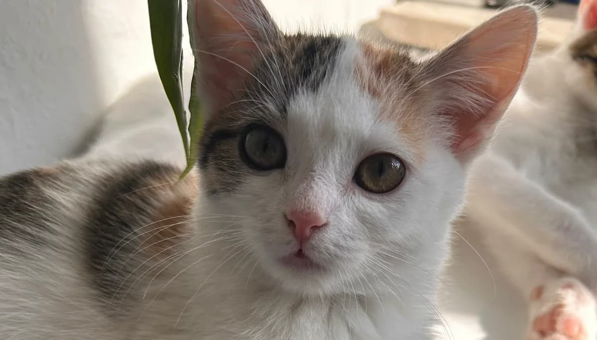 Lucy, female puppy European Shorthair for adoption at Mutig Tierschutz e.V.