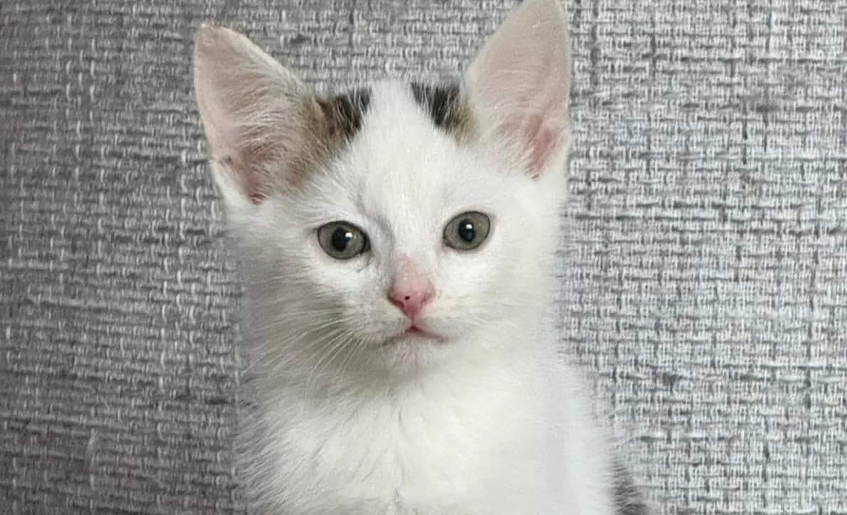 Tarzan, getigert male puppy European Shorthair for adoption at Mutig Tierschutz e.V.