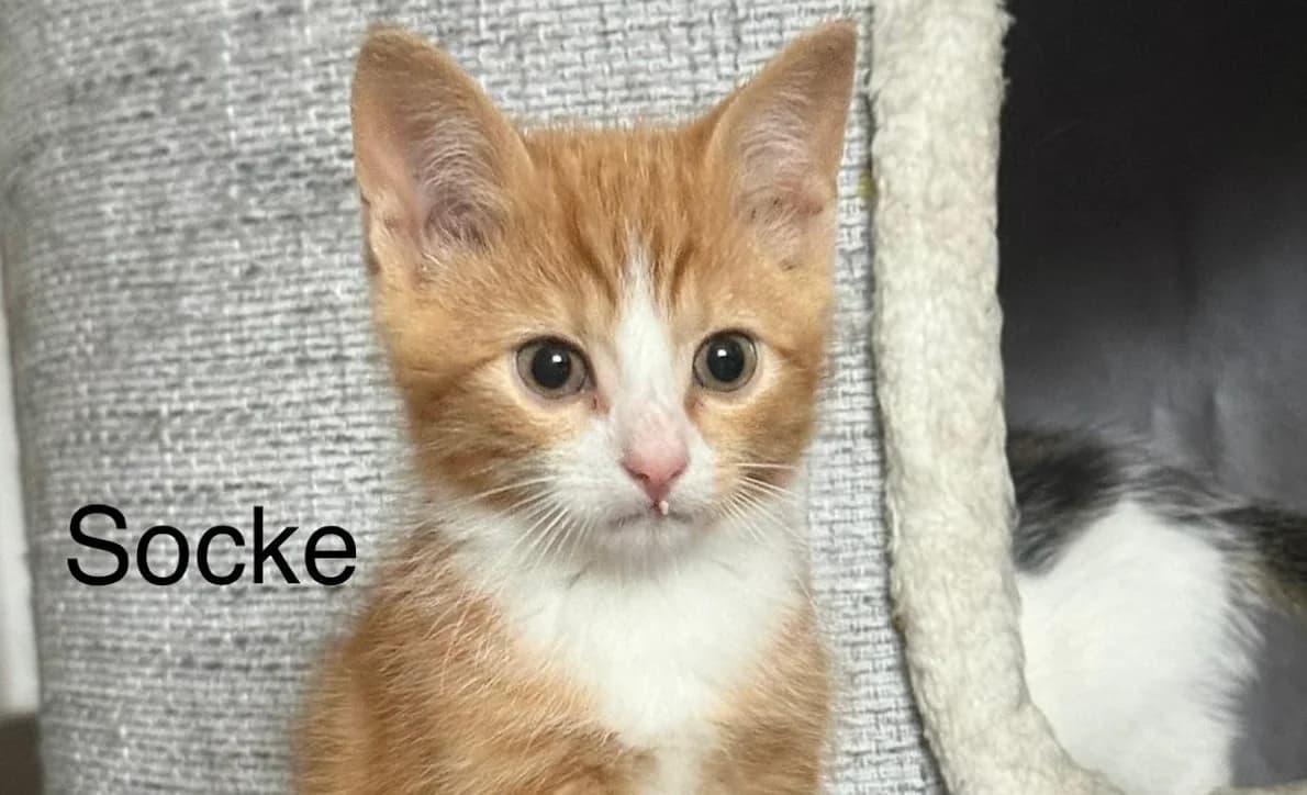 Socke, rot male puppy European Shorthair for adoption at Mutig Tierschutz e.V.