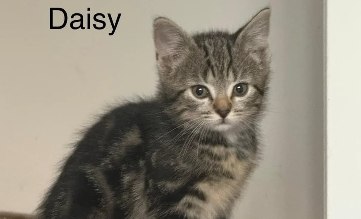 Daisy, braun female puppy European Shorthair for adoption at Mutig Tierschutz e.V.