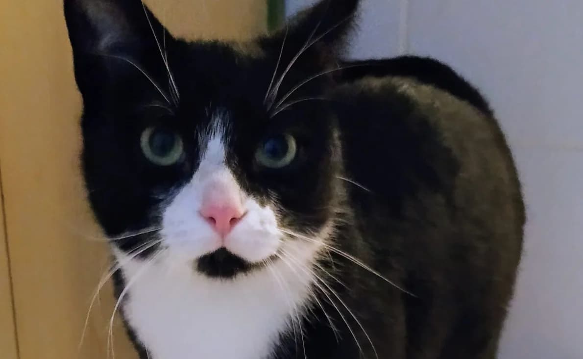 Ronny, male senior European Shorthair for adoption at Mutig Tierschutz e.V.