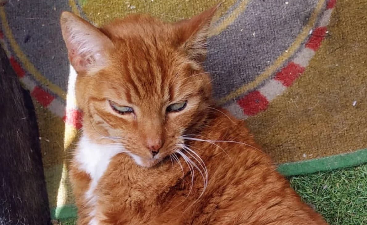 Lucy, female European Shorthair for adoption at Mutig Tierschutz e.V.