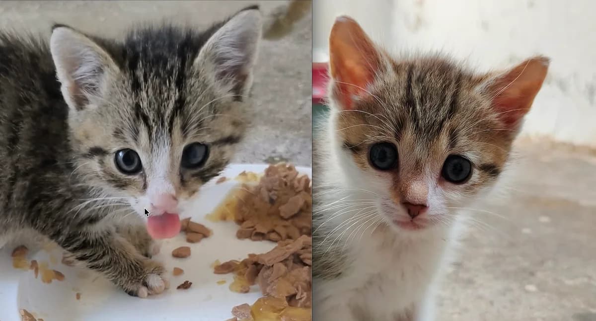 Klaus und Angelika, male puppy European Shorthair for adoption at Mutig Tierschutz e.V.