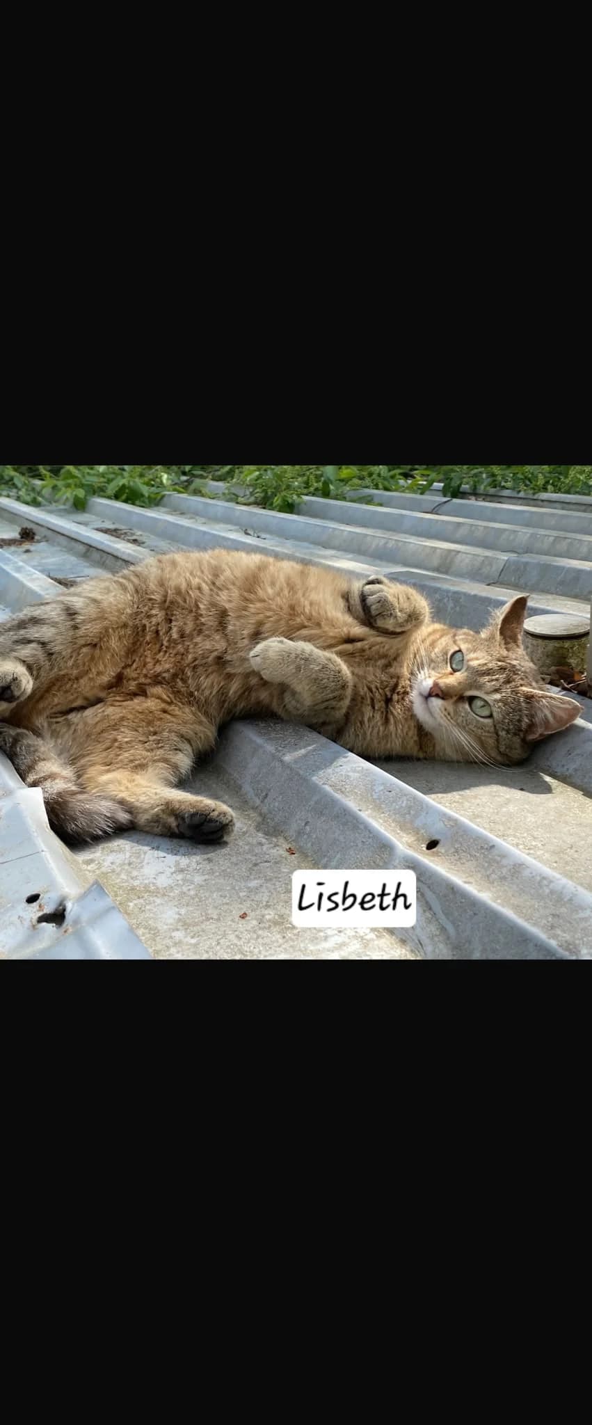 Lisbeth, female European Shorthair for adoption at Mutig Tierschutz e.V.