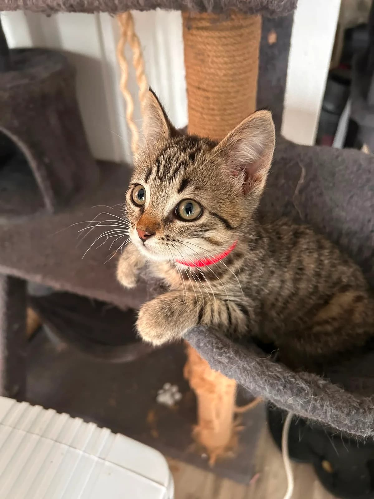 Fenrir, male European Shorthair for adoption at Mutig Tierschutz e.V.