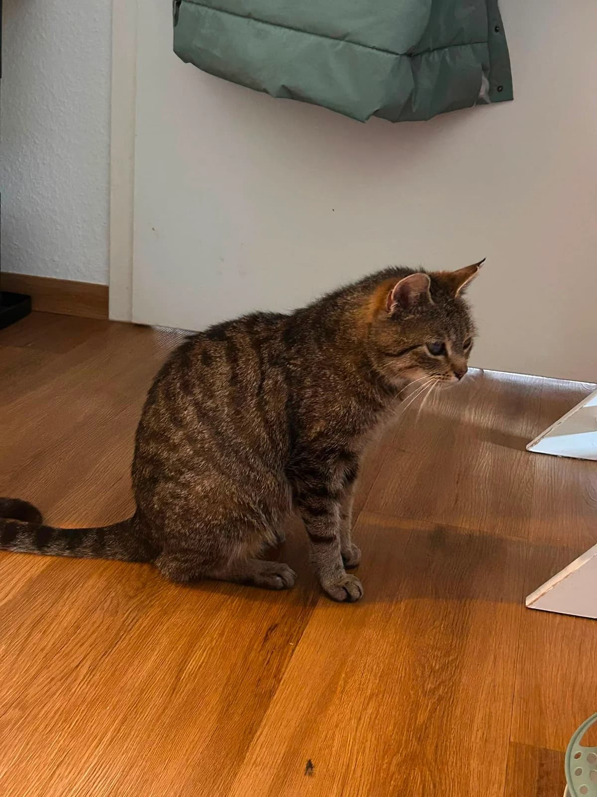 Mimi, female 3yo European Shorthair for adoption at Mutig Tierschutz e.V.