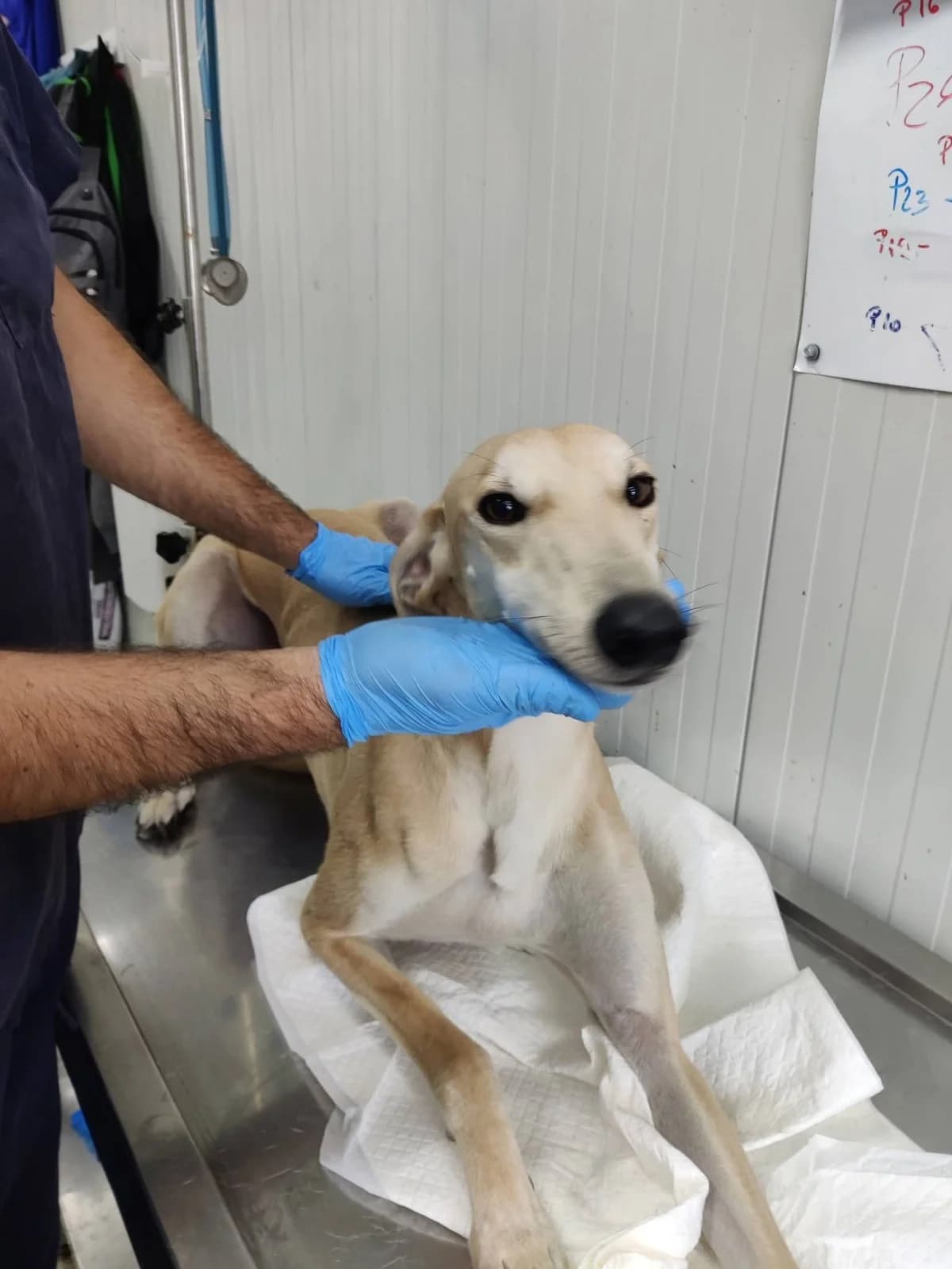 Ivan, male young Mixed Breed for adoption at NaTiNo e.V.