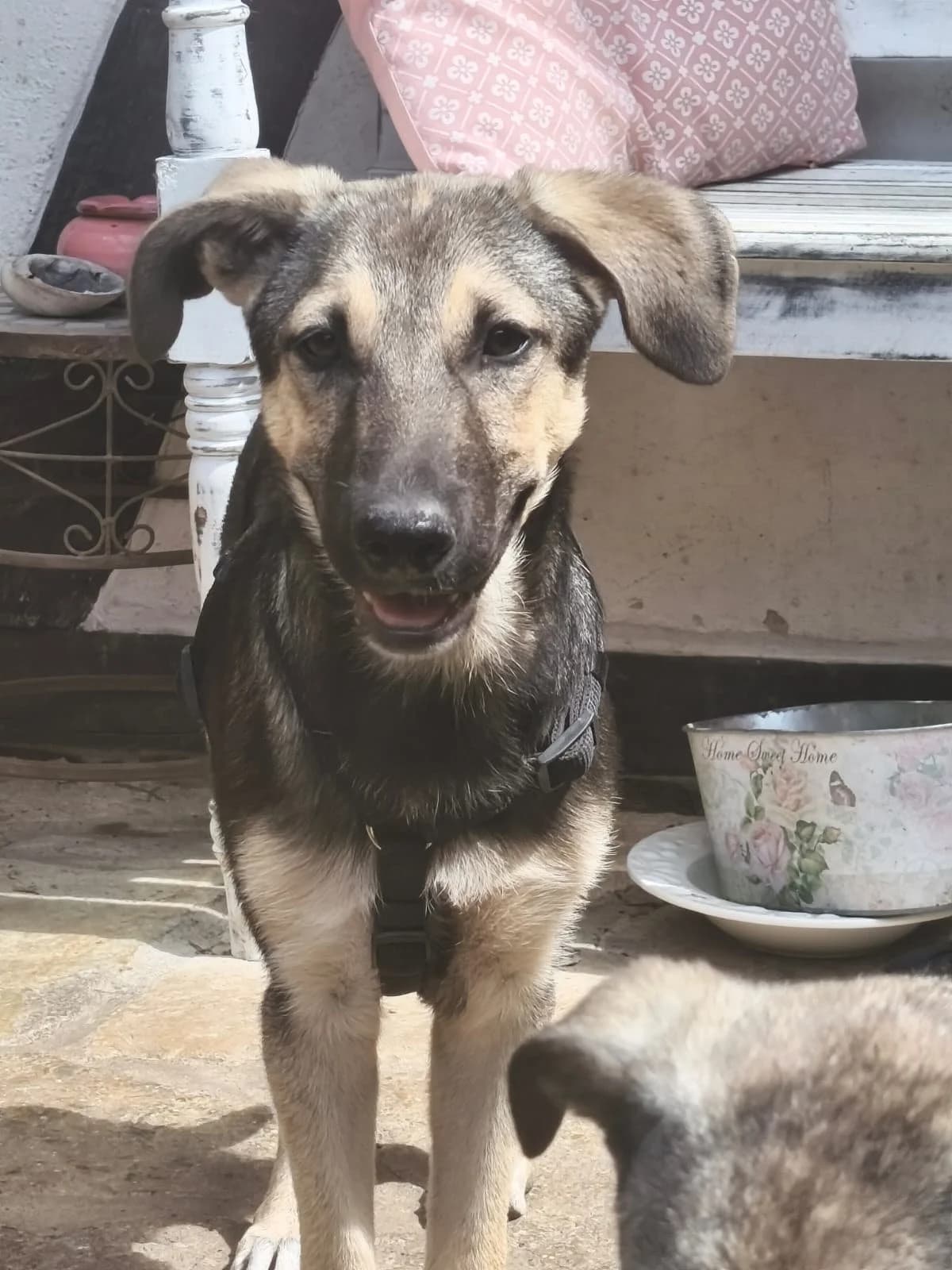 Leni, female puppy Mixed Breed for adoption at NaTiNo e.V.