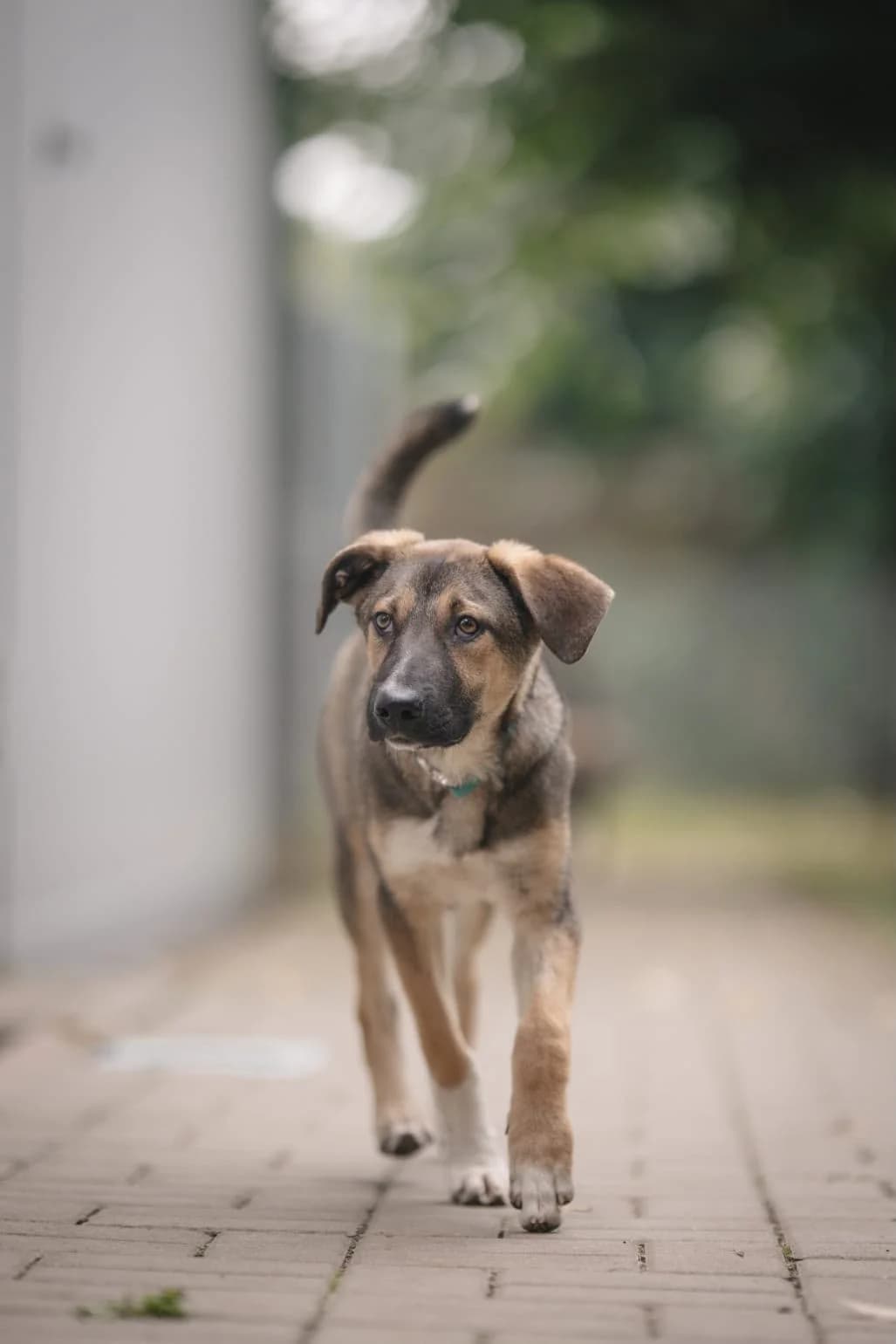 Arvi, male puppy Mixed Breed for adoption at NaTiNo e.V.