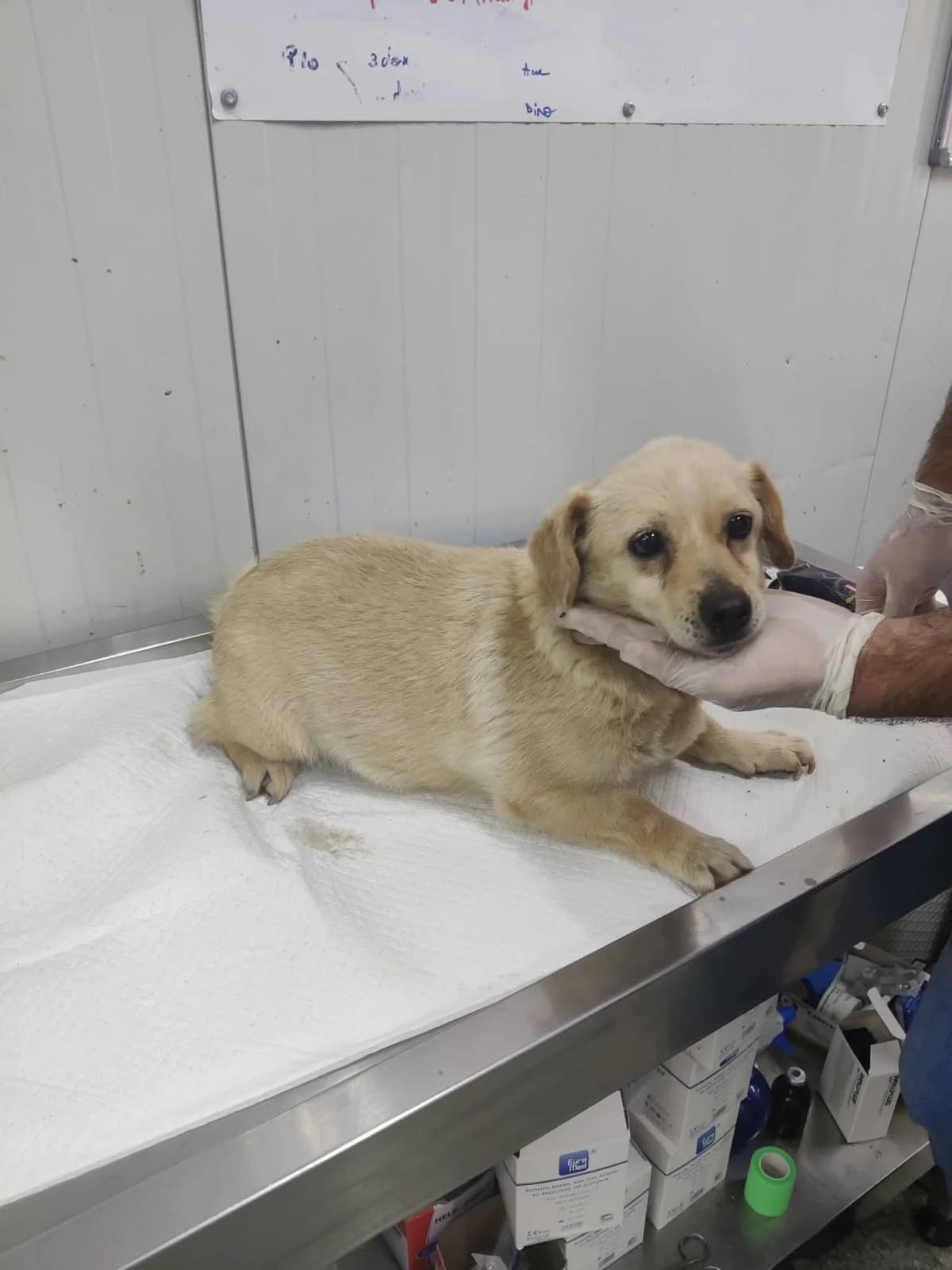 Emi, female 5yo Mixed Breed for adoption at NaTiNo e.V.