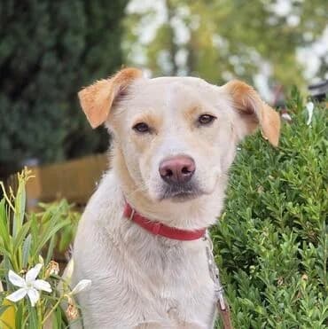 Levi, male young Mixed Breed for adoption at NaTiNo e.V.