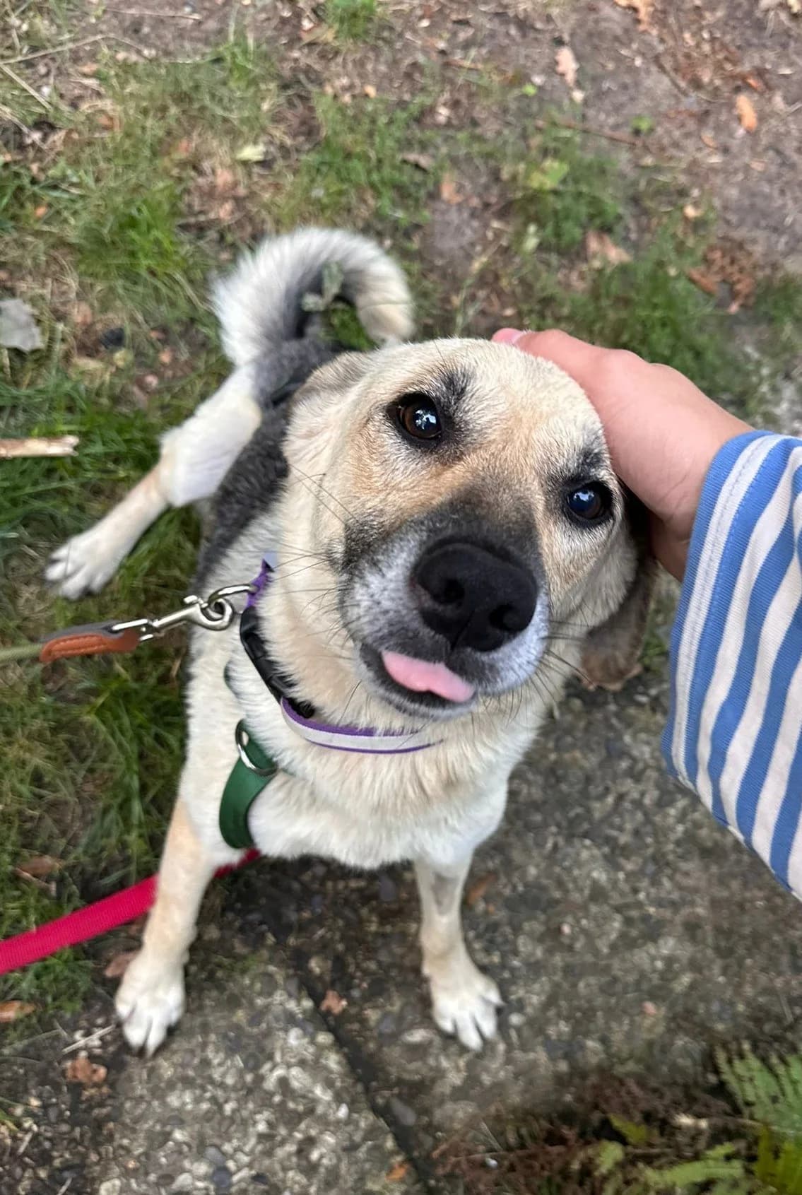 Rosalie, female 6yo Mixed Breed for adoption at NaTiNo e.V.
