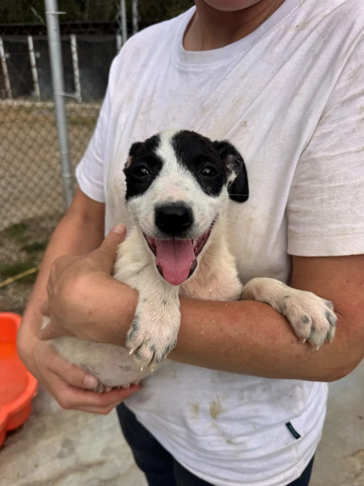 Milly, female puppy Mixed Breed for adoption at NaTiNo e.V.