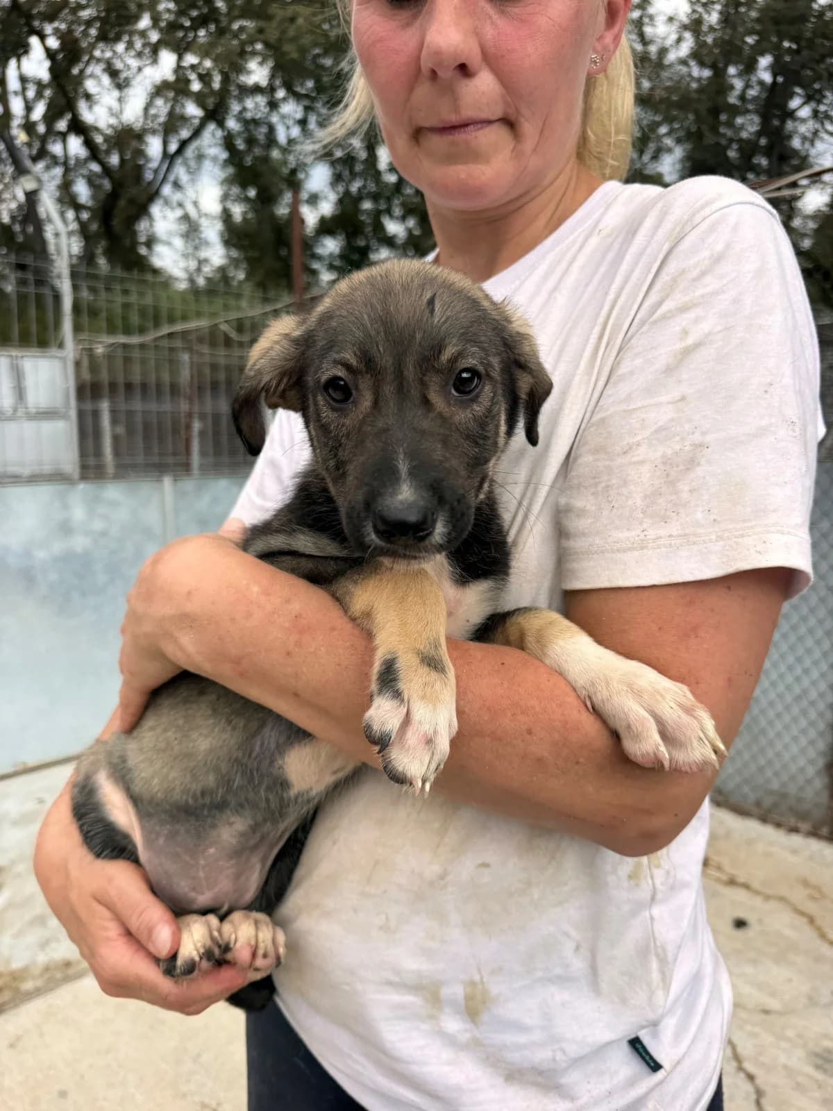 Ronja, female puppy Mixed Breed for adoption at NaTiNo e.V.