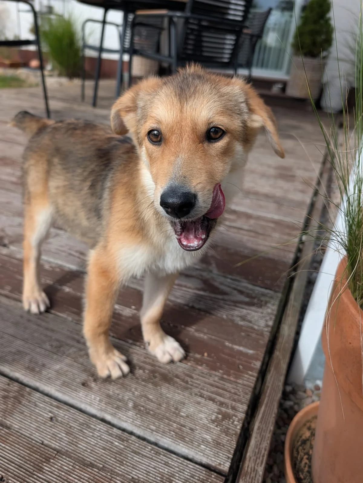 Shakari, female puppy Mixed Breed for adoption at NaTiNo e.V.