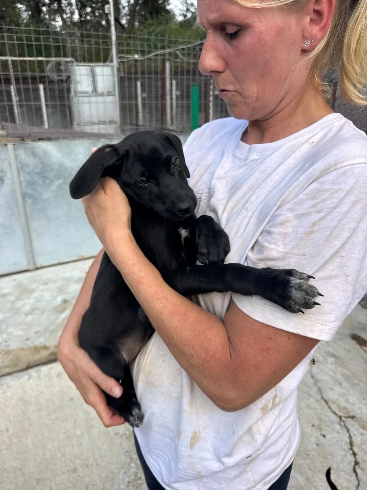 Merle, female puppy Mixed Breed for adoption at NaTiNo e.V.