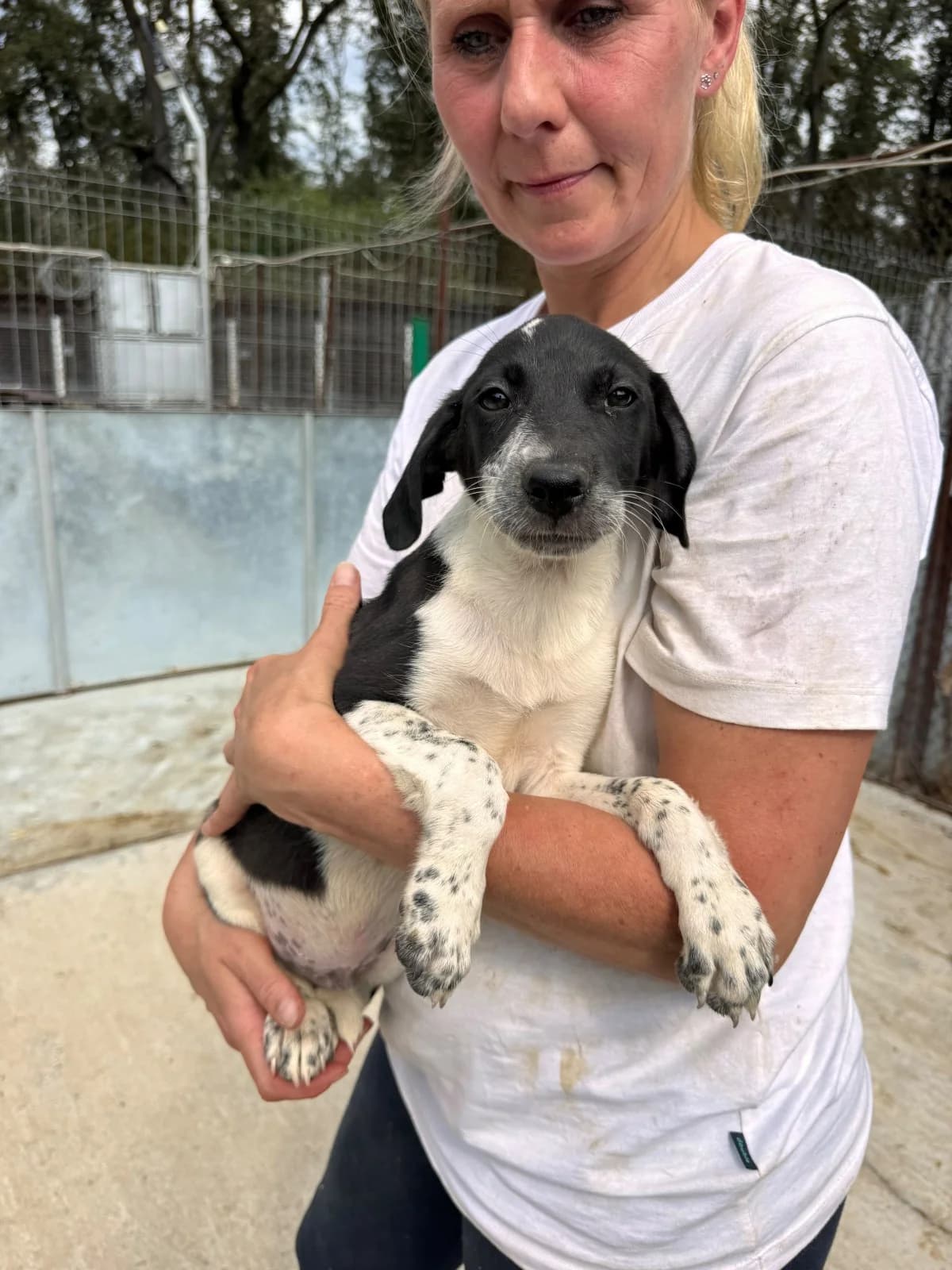 Pelle, male puppy Mixed Breed for adoption at NaTiNo e.V.