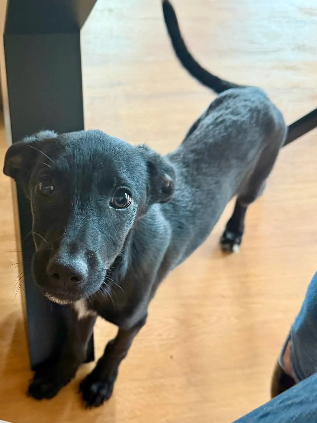 Mavi, female puppy Mixed Breed for adoption at NaTiNo e.V.