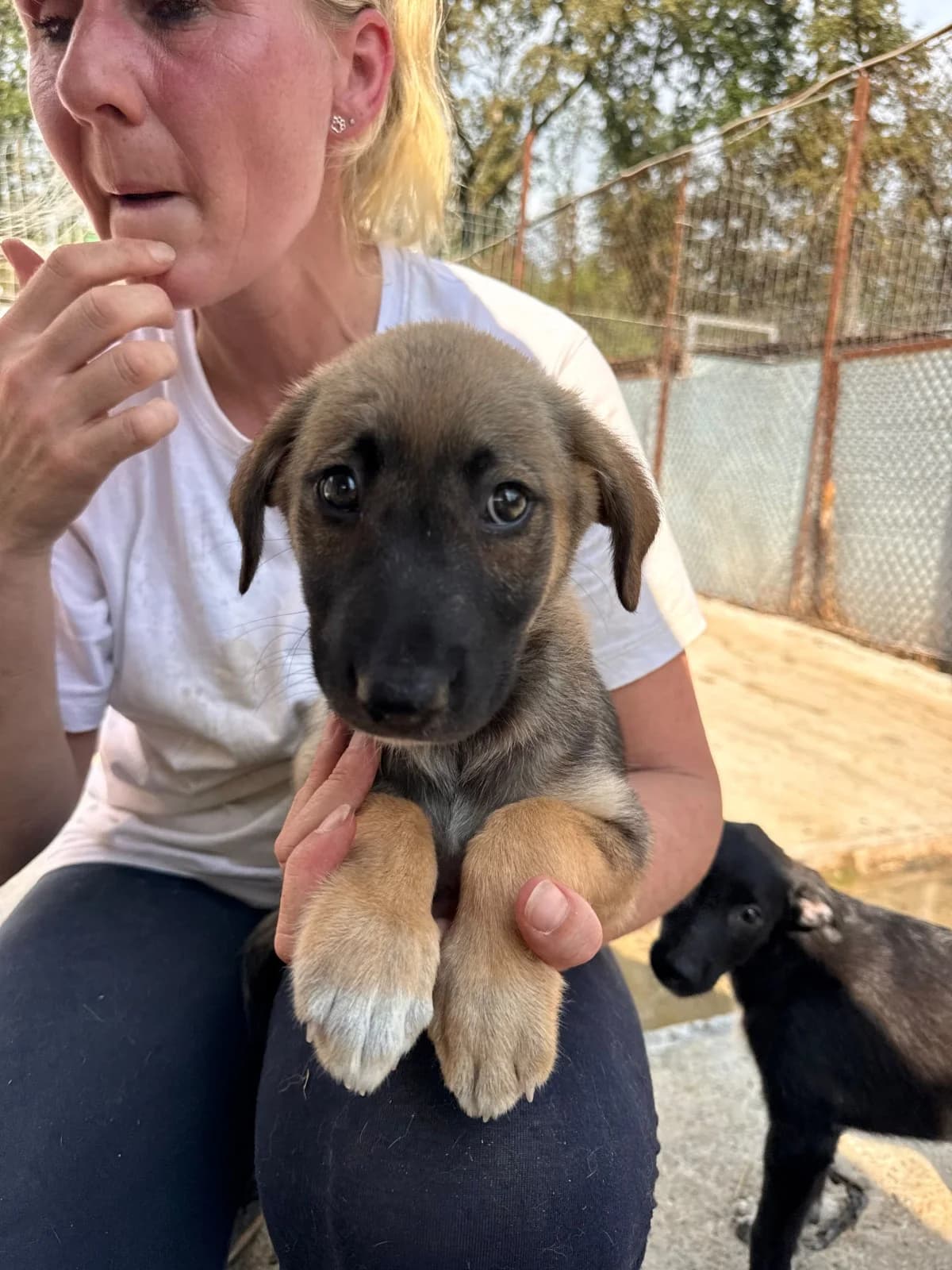 Hündin 1239, female puppy Mixed Breed for adoption at NaTiNo e.V.
