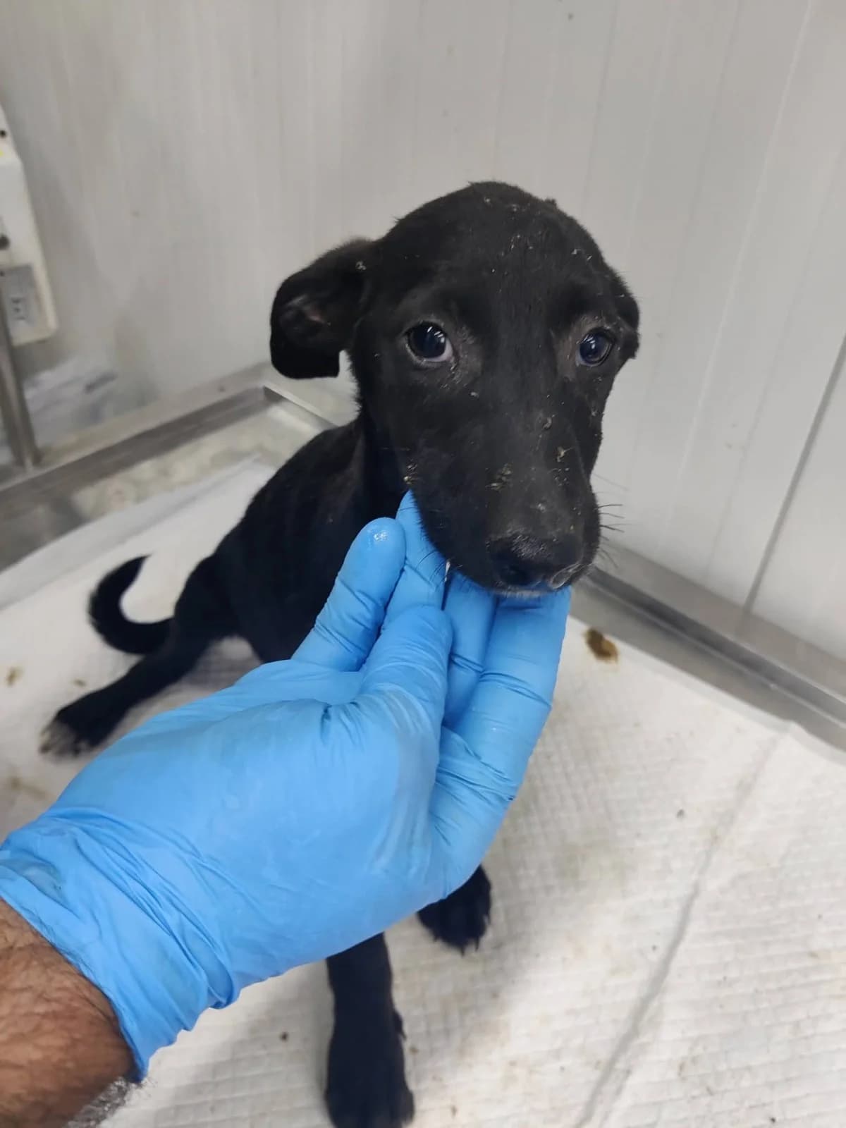 Lotti, female puppy Mixed Breed for adoption at NaTiNo e.V.
