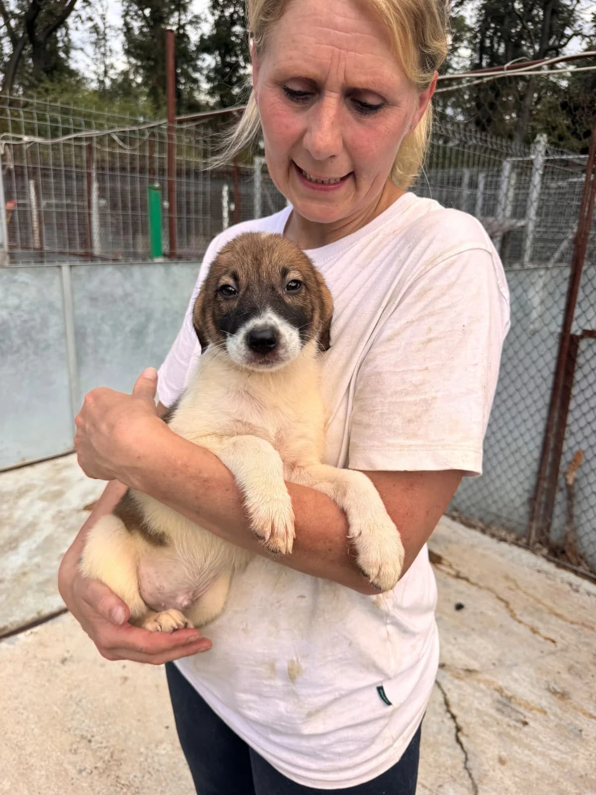 Rüde 1241, male puppy Mixed Breed for adoption at NaTiNo e.V.