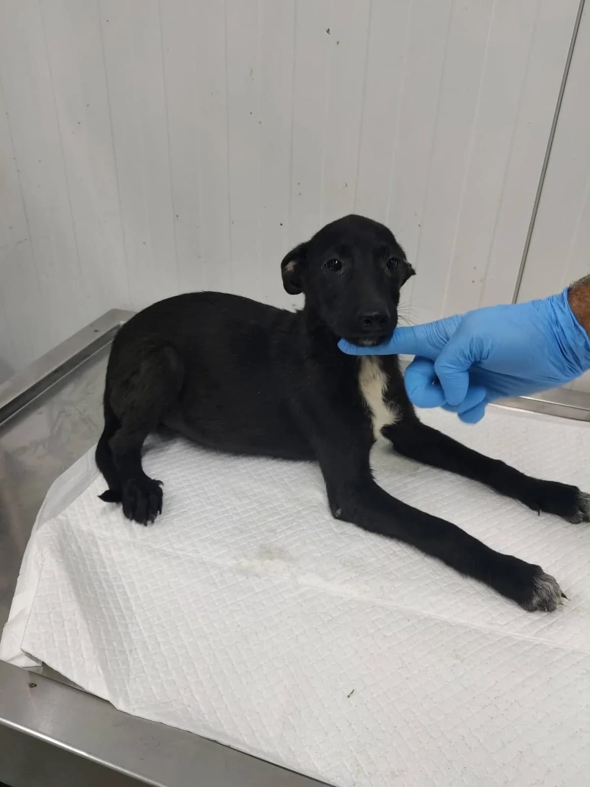 Rüde 1244, male puppy Mixed Breed for adoption at NaTiNo e.V.