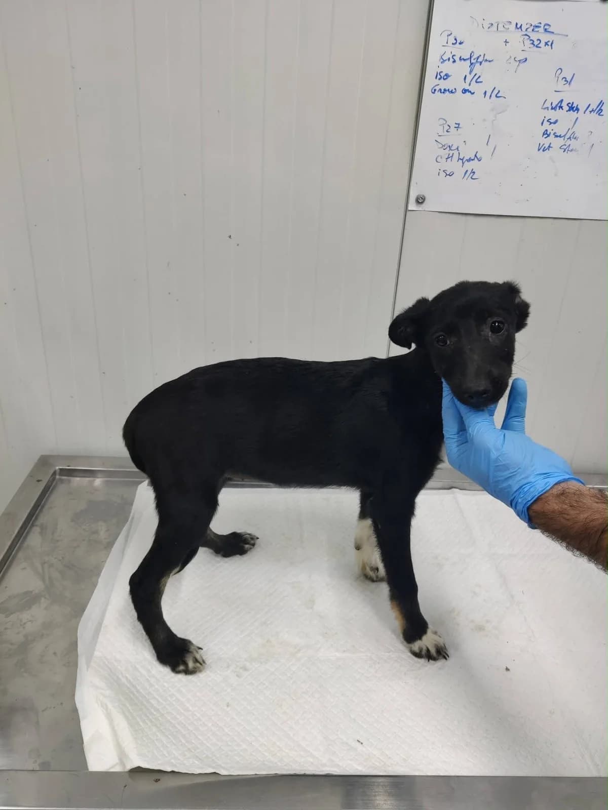Samali, female puppy Mixed Breed for adoption at NaTiNo e.V.