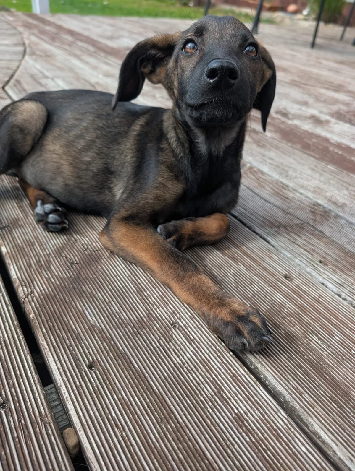 Luna, female puppy Mixed Breed for adoption at NaTiNo e.V.