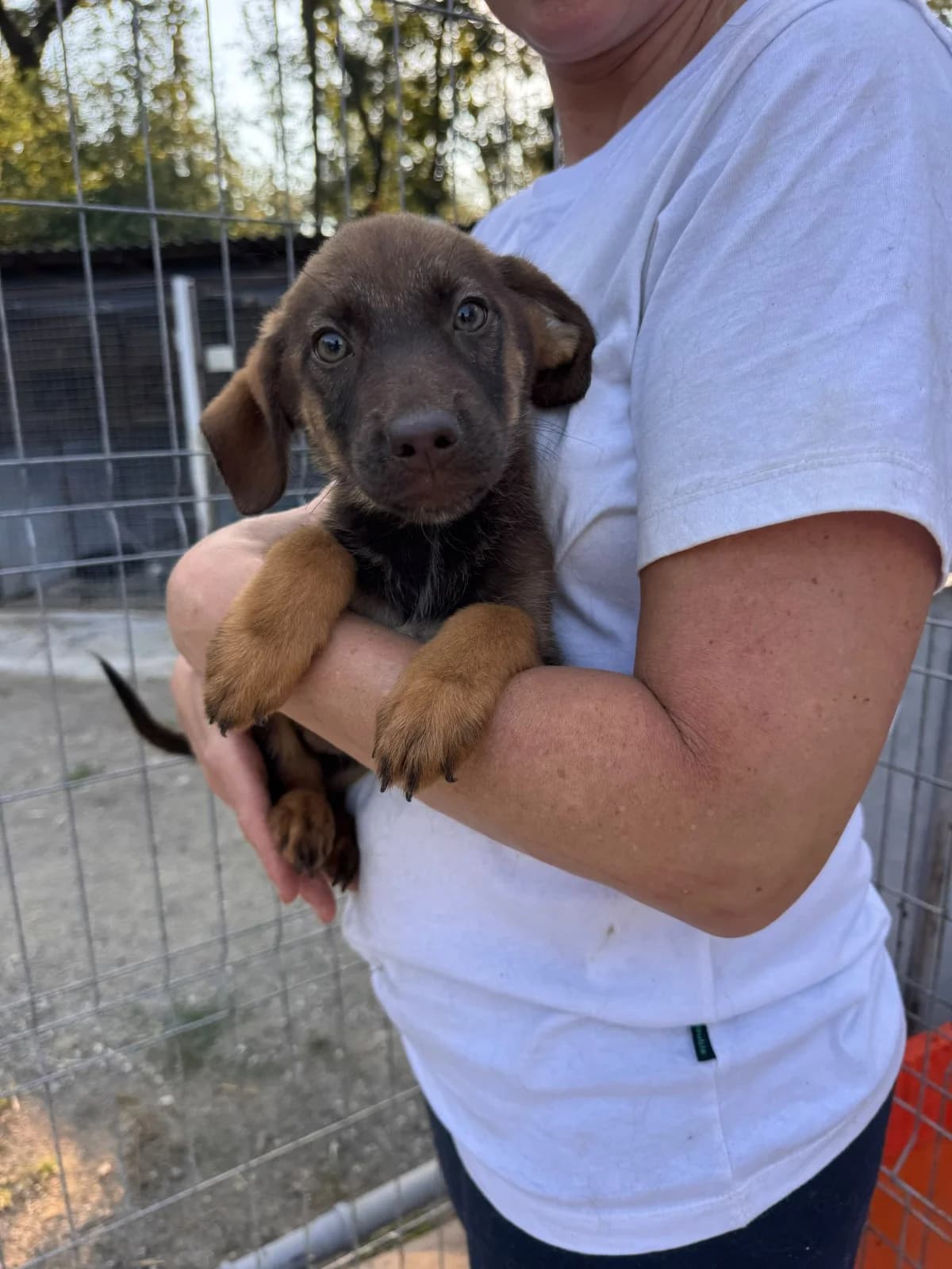 Grace, female puppy Mixed Breed for adoption at NaTiNo e.V.