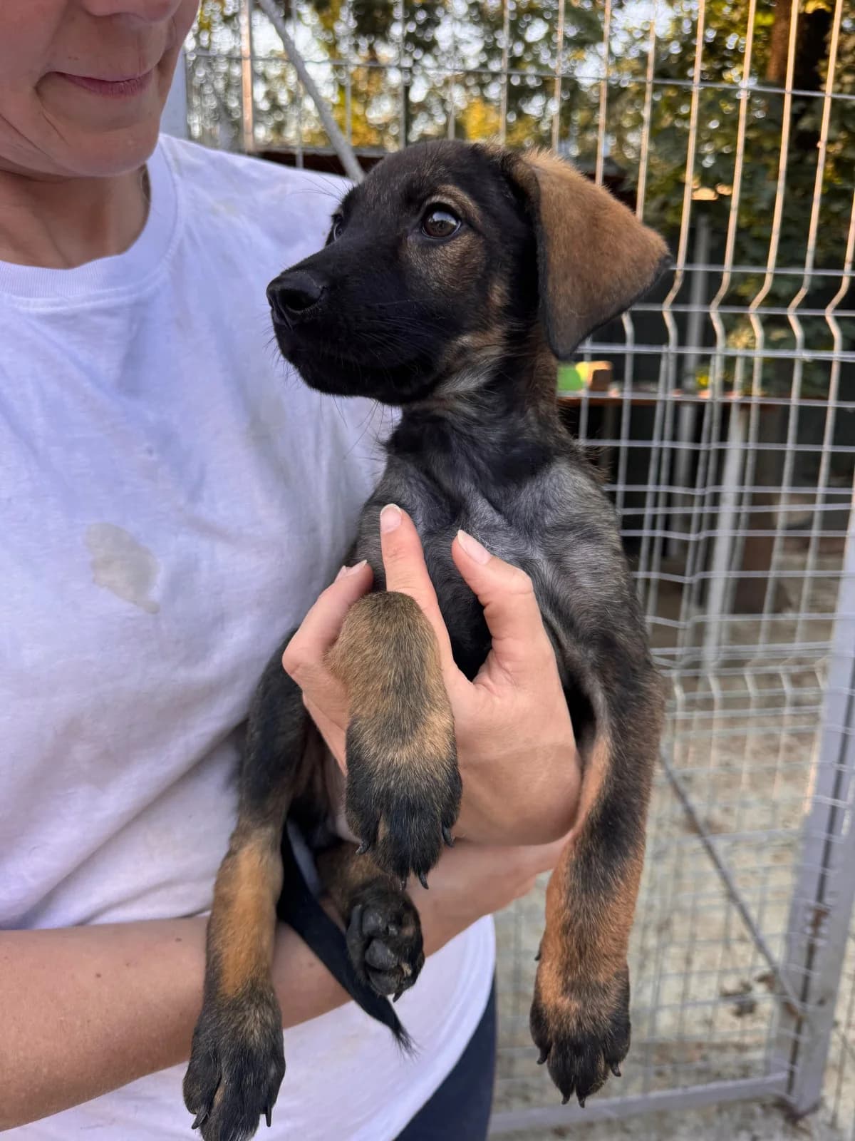 Grisu, male puppy Mixed Breed for adoption at NaTiNo e.V.