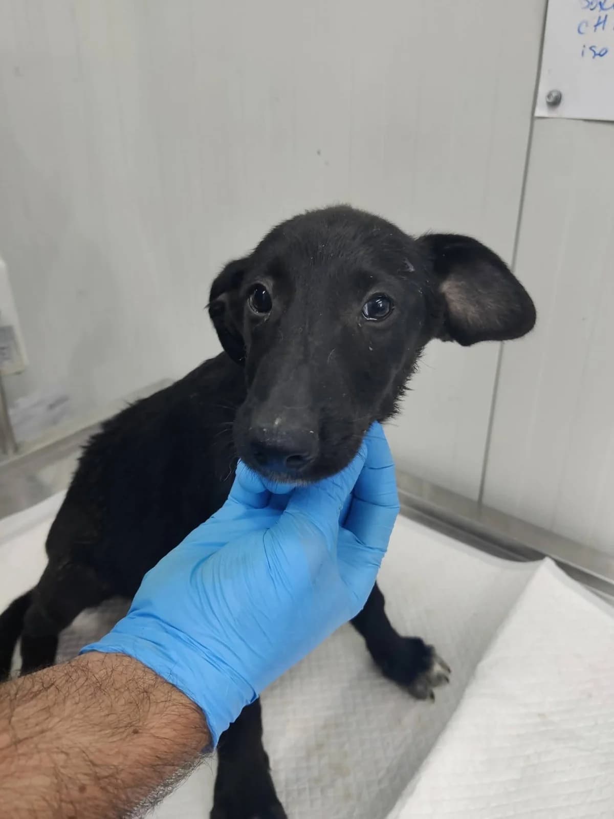 Rüde 1258, male puppy Mixed Breed for adoption at NaTiNo e.V.