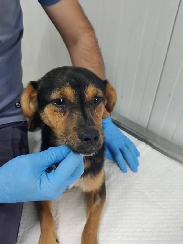 Lenni, male young Mixed Breed for adoption at NaTiNo e.V.