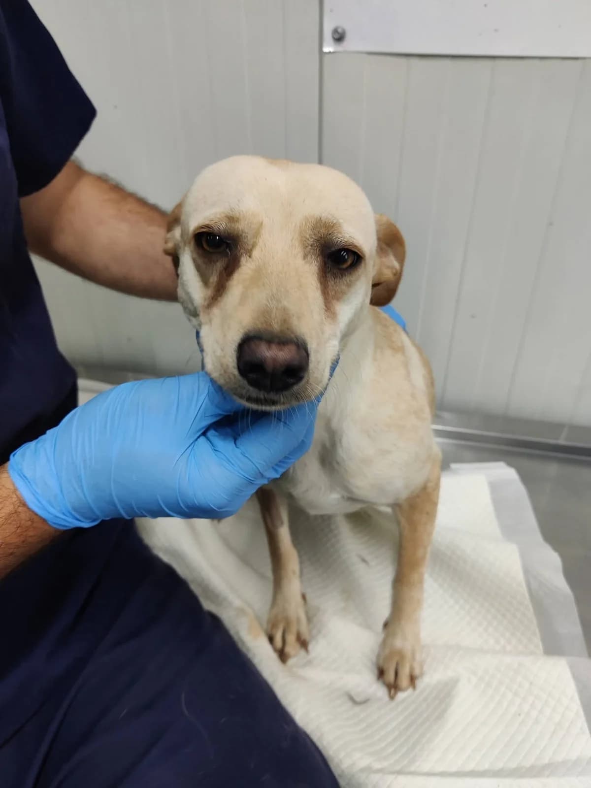 Goldie, female young Mixed Breed for adoption at NaTiNo e.V.