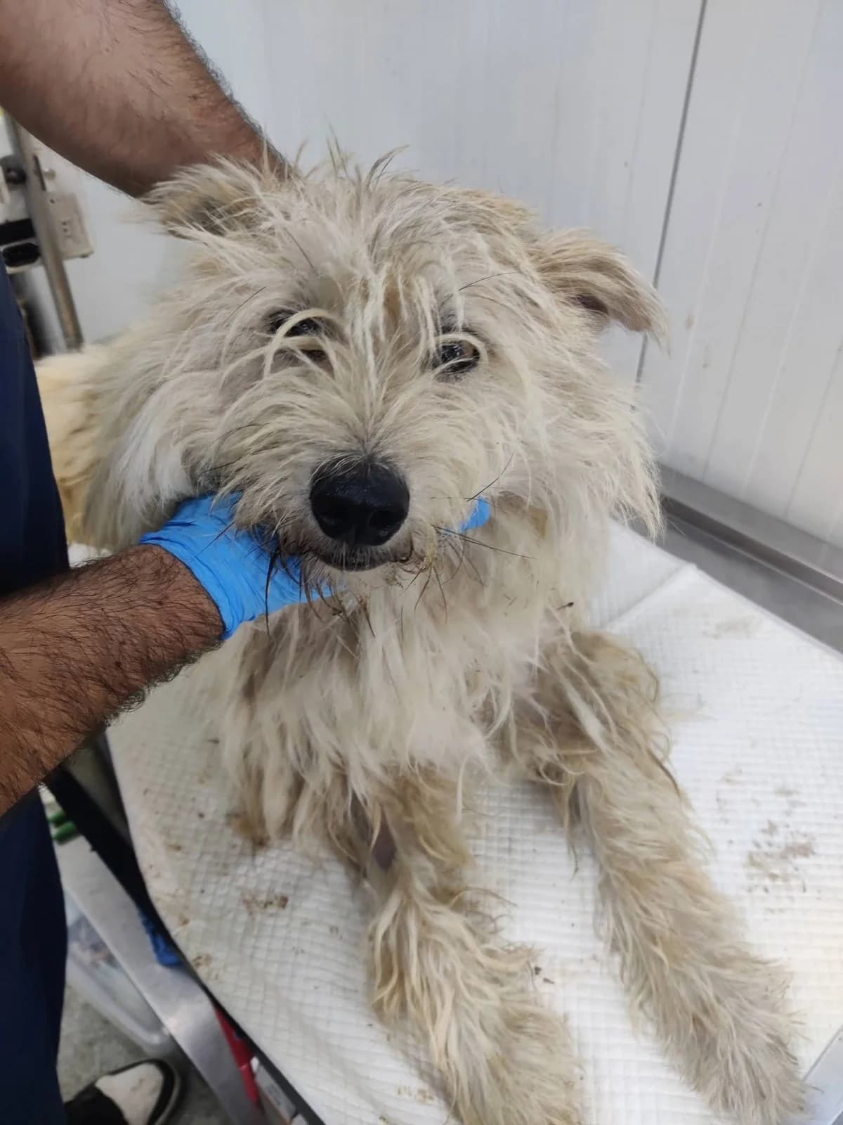 Franz, male puppy Mixed Breed for adoption at NaTiNo e.V.