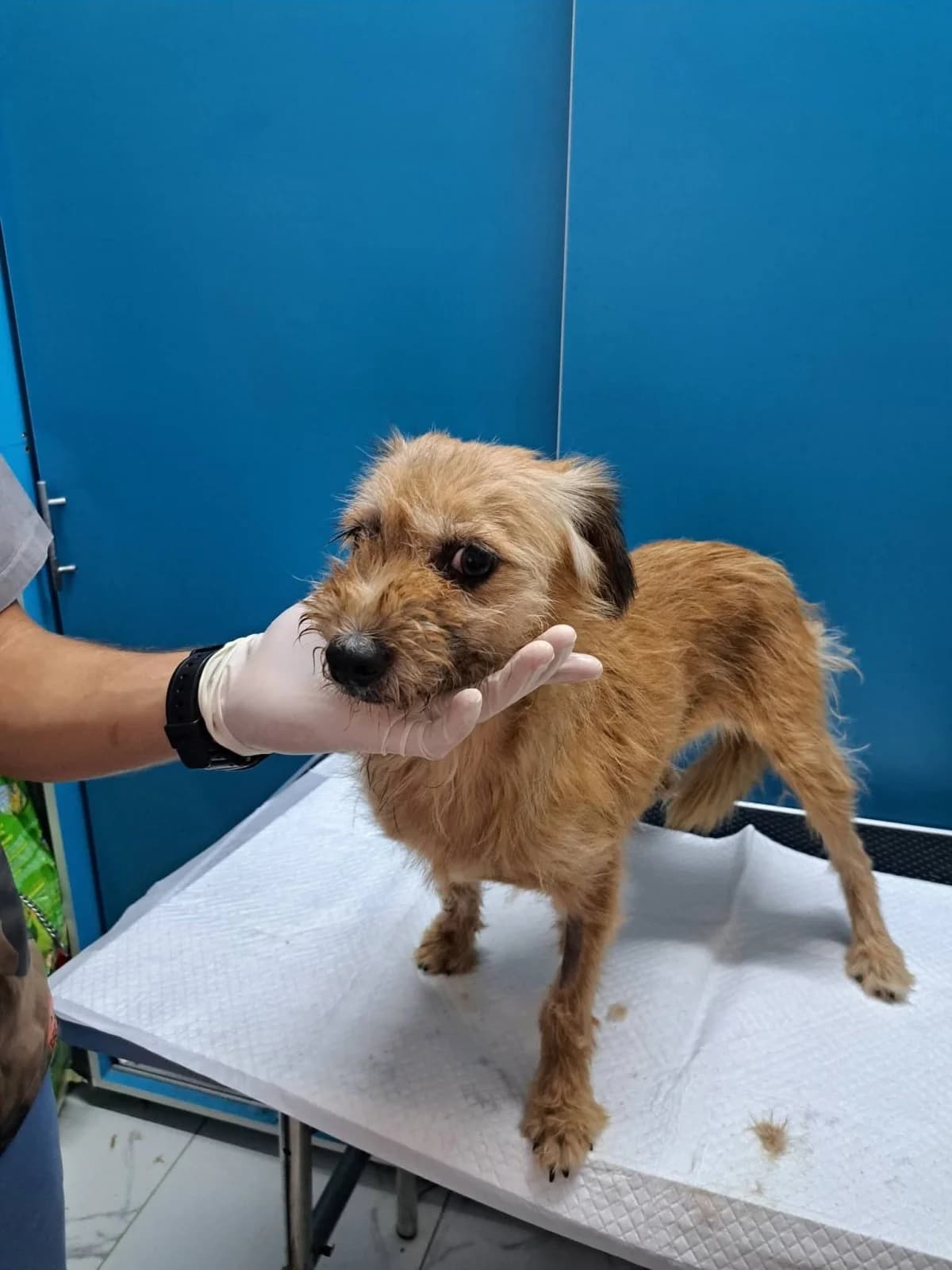 Feliz, female puppy Mixed Breed for adoption at NaTiNo e.V.