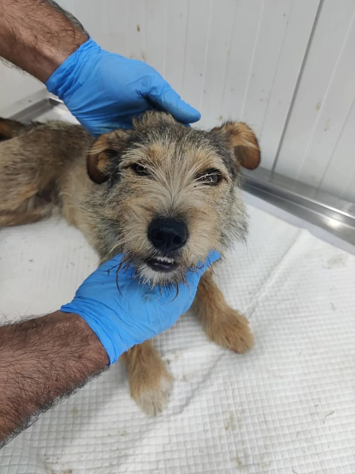 Fine, female puppy Mixed Breed for adoption at NaTiNo e.V.