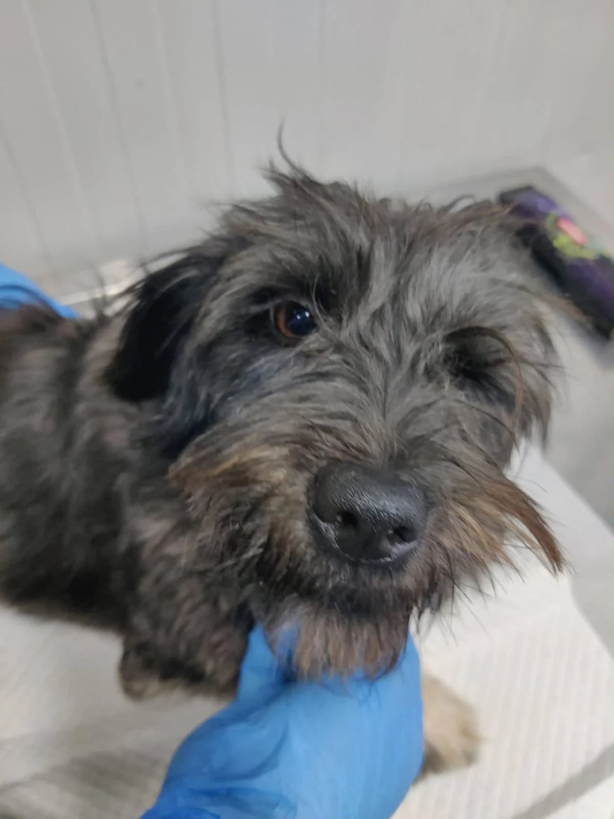 Elsa, female young Mixed Breed for adoption at NaTiNo e.V.