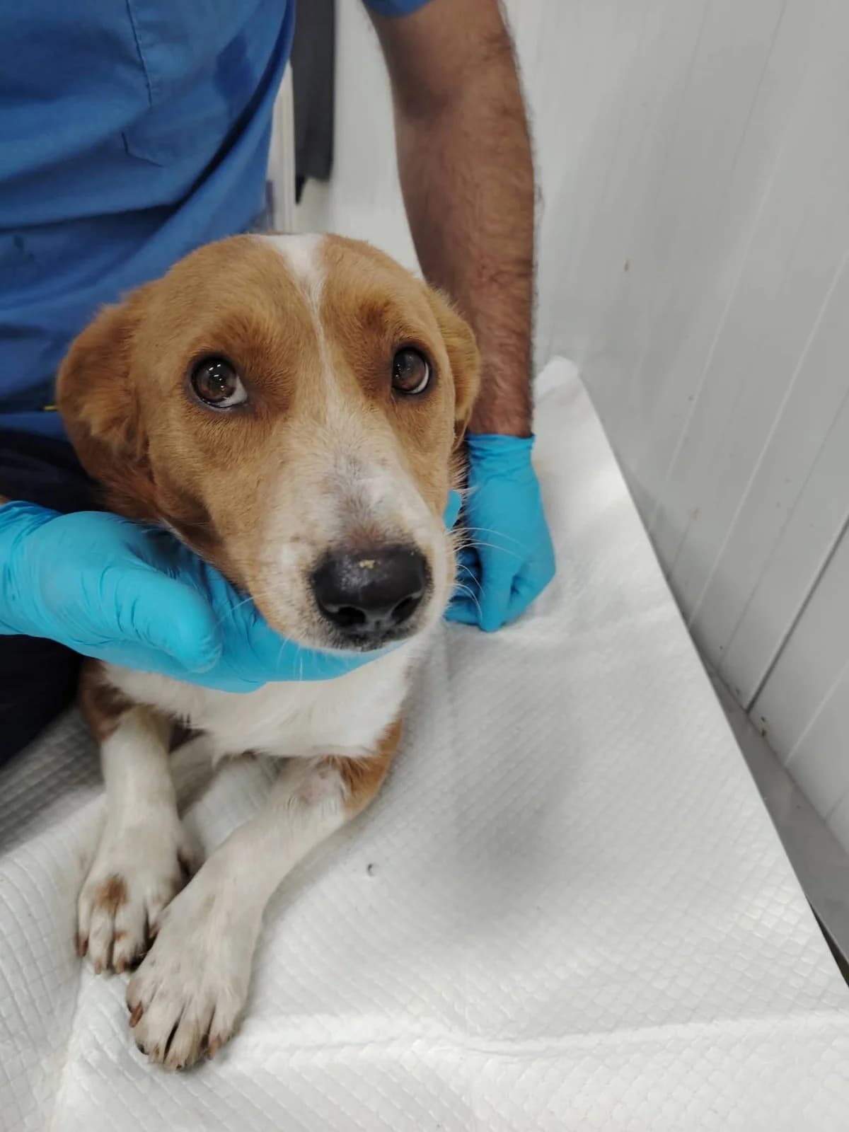 Rüde 1295, male young Mixed Breed for adoption at NaTiNo e.V.