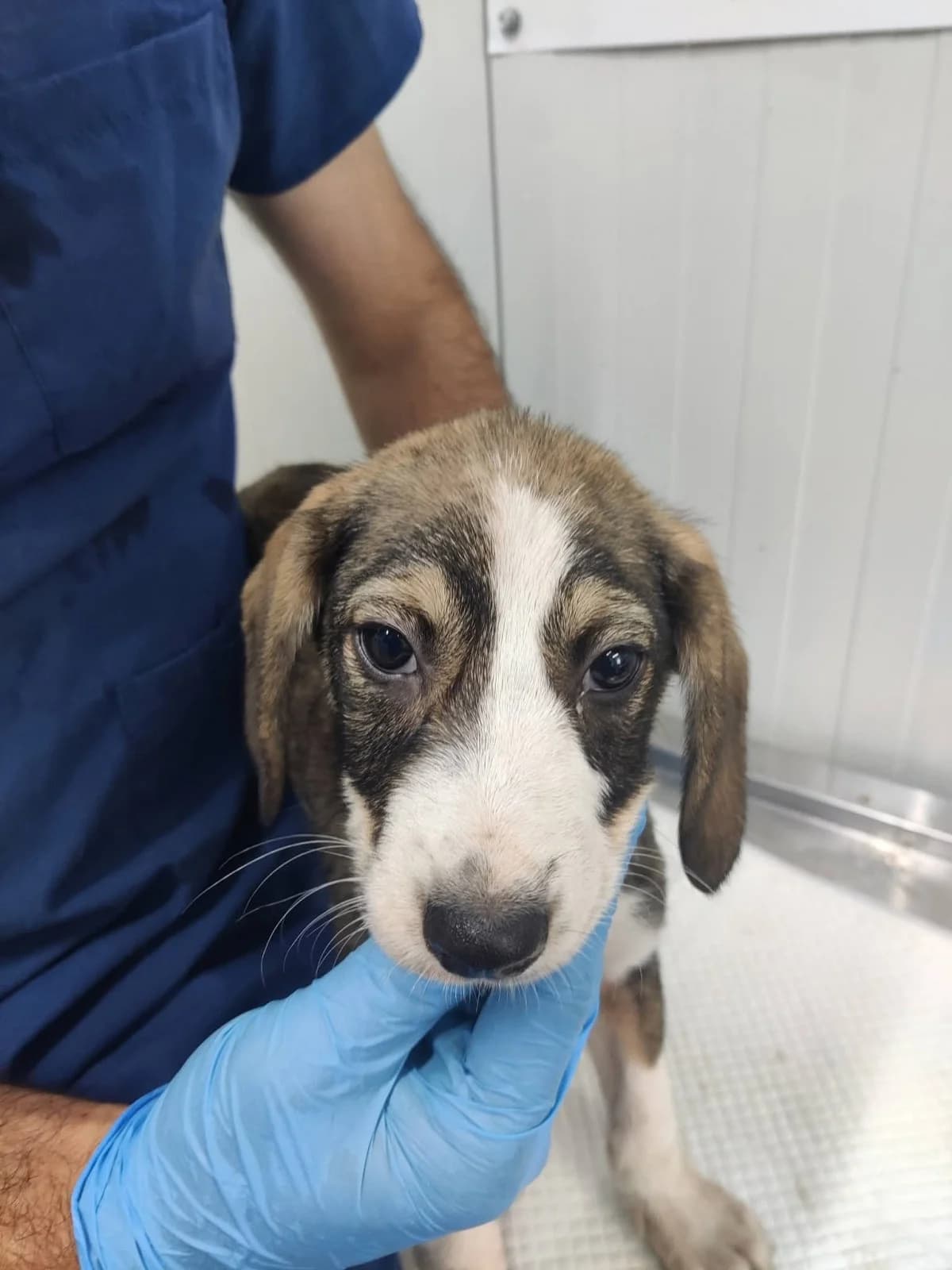Rüde 1300, male puppy Mixed Breed for adoption at NaTiNo e.V.