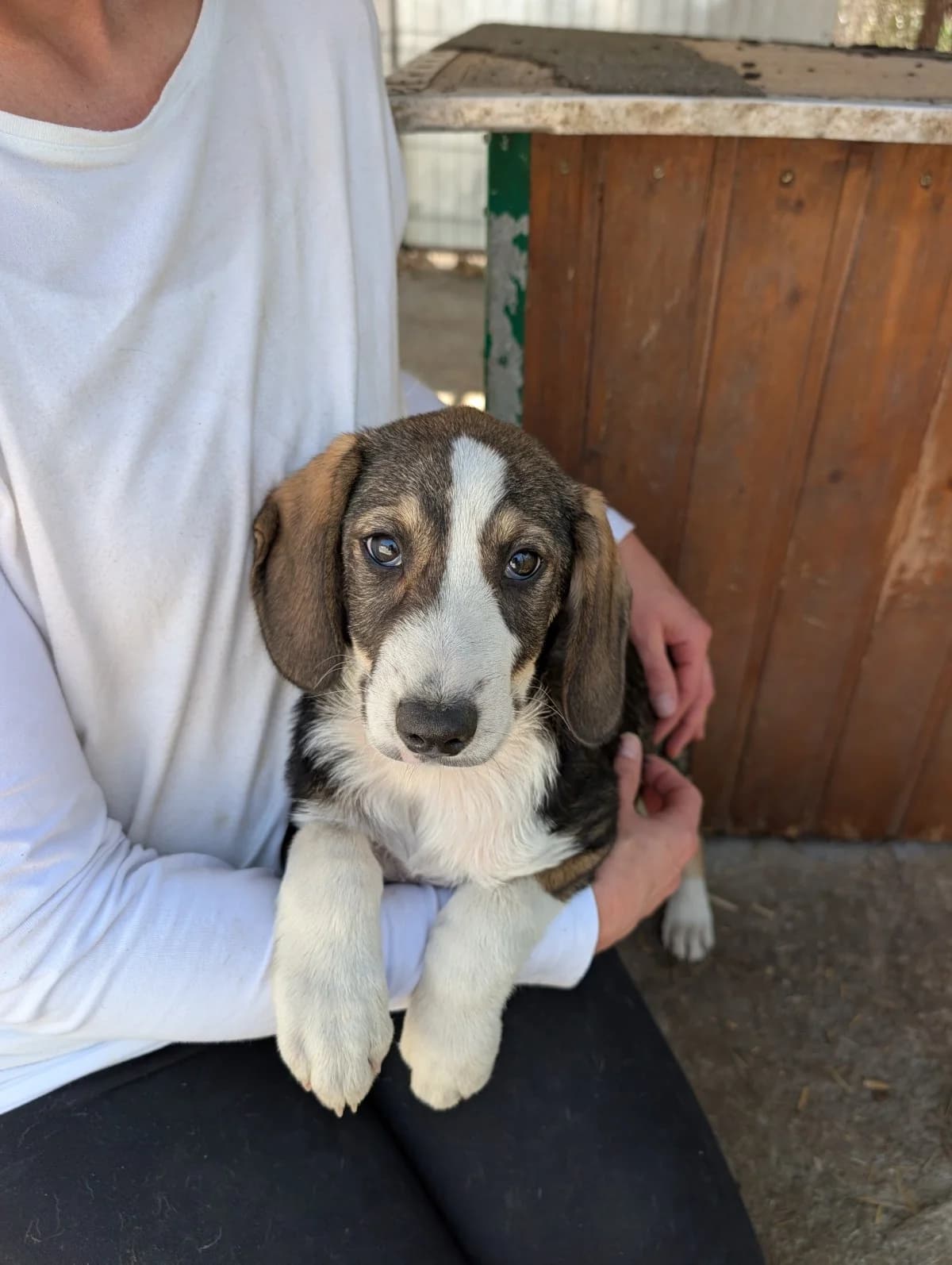 Rüde 1300, male puppy Mixed Breed for adoption at NaTiNo e.V.