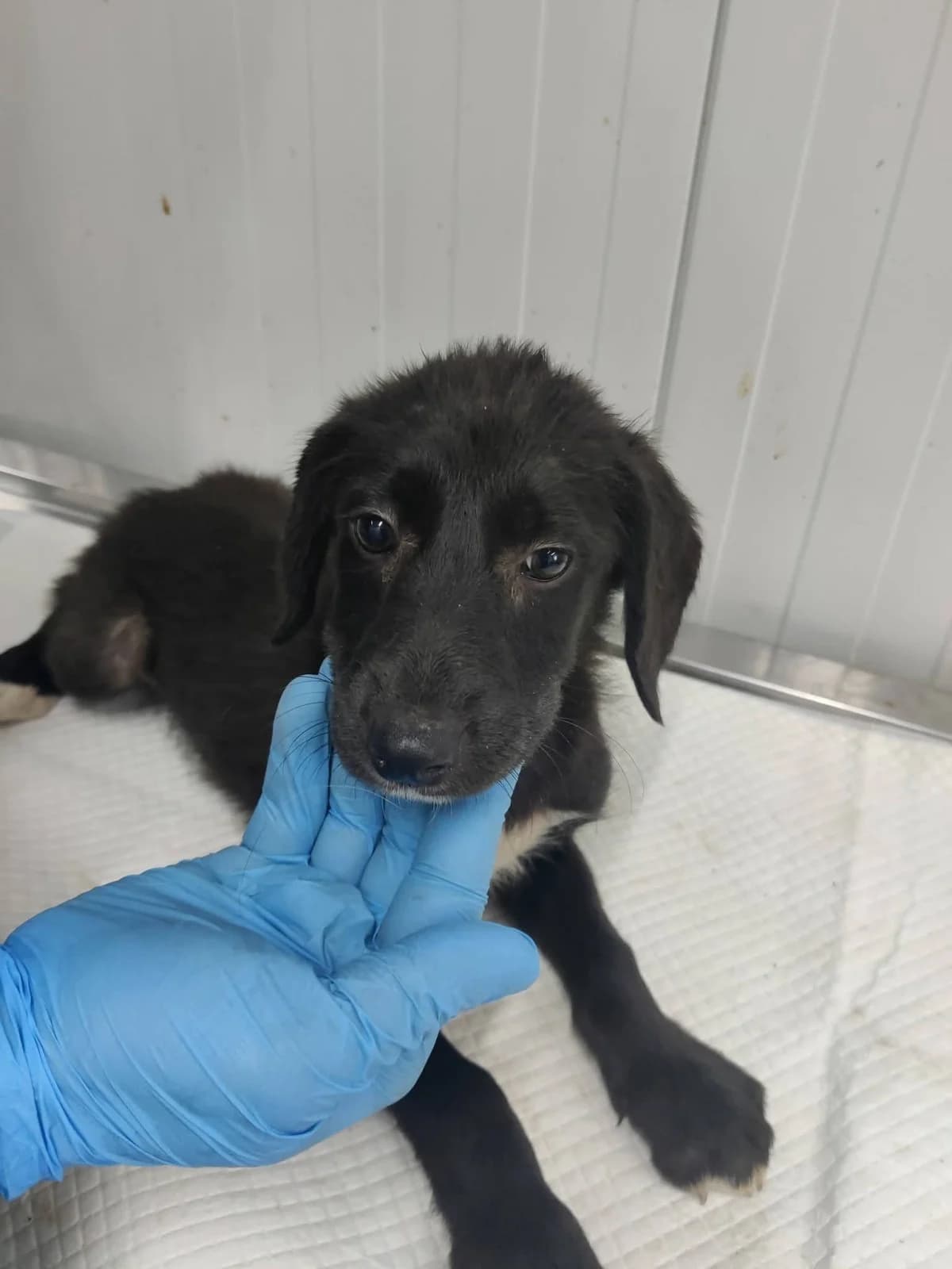 Hündin 1302, female puppy Mixed Breed for adoption at NaTiNo e.V.