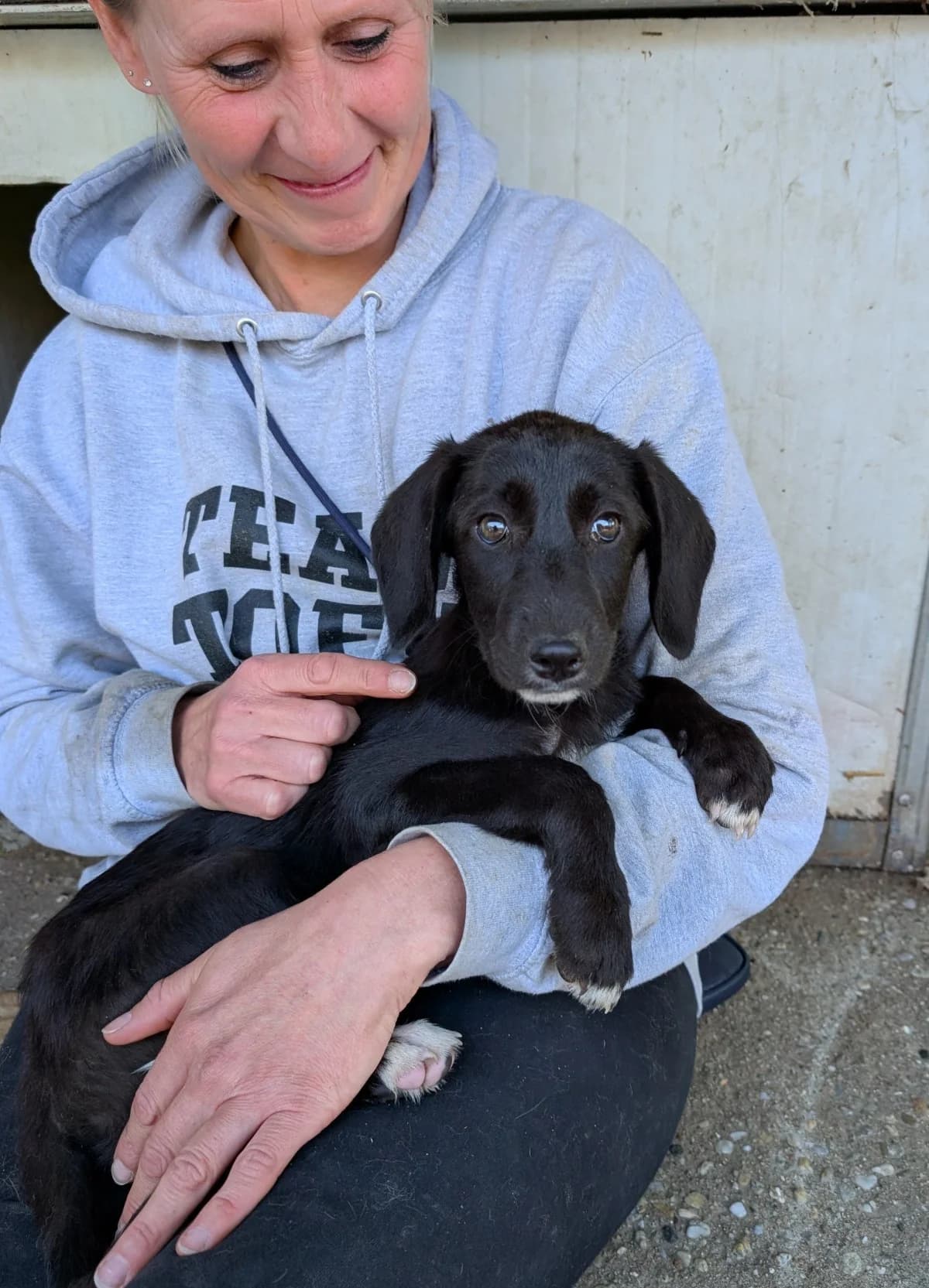 Hündin 1302, female puppy Mixed Breed for adoption at NaTiNo e.V.