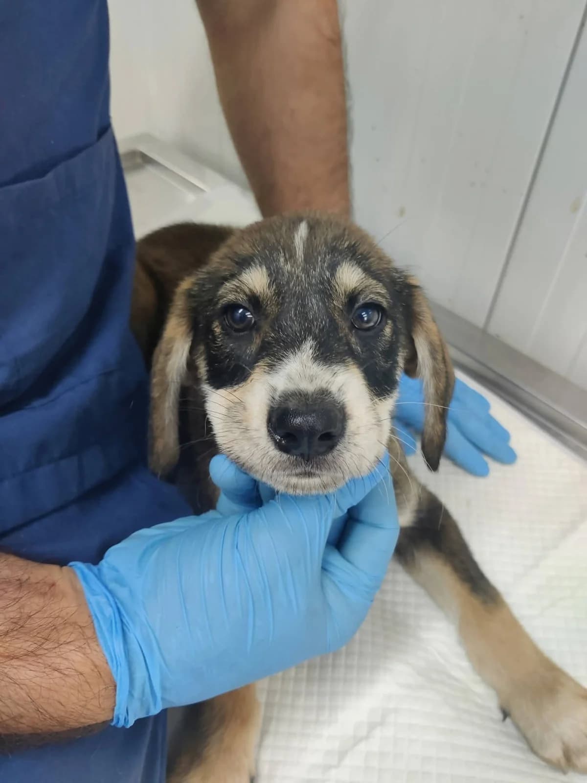 Rüde 1303, male puppy Mixed Breed for adoption at NaTiNo e.V.