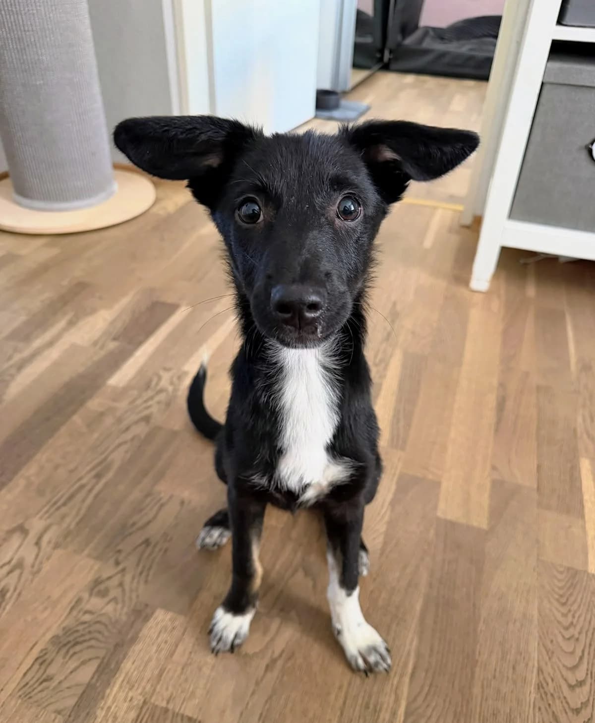Samali, female puppy Mixed Breed for adoption at NaTiNo e.V.