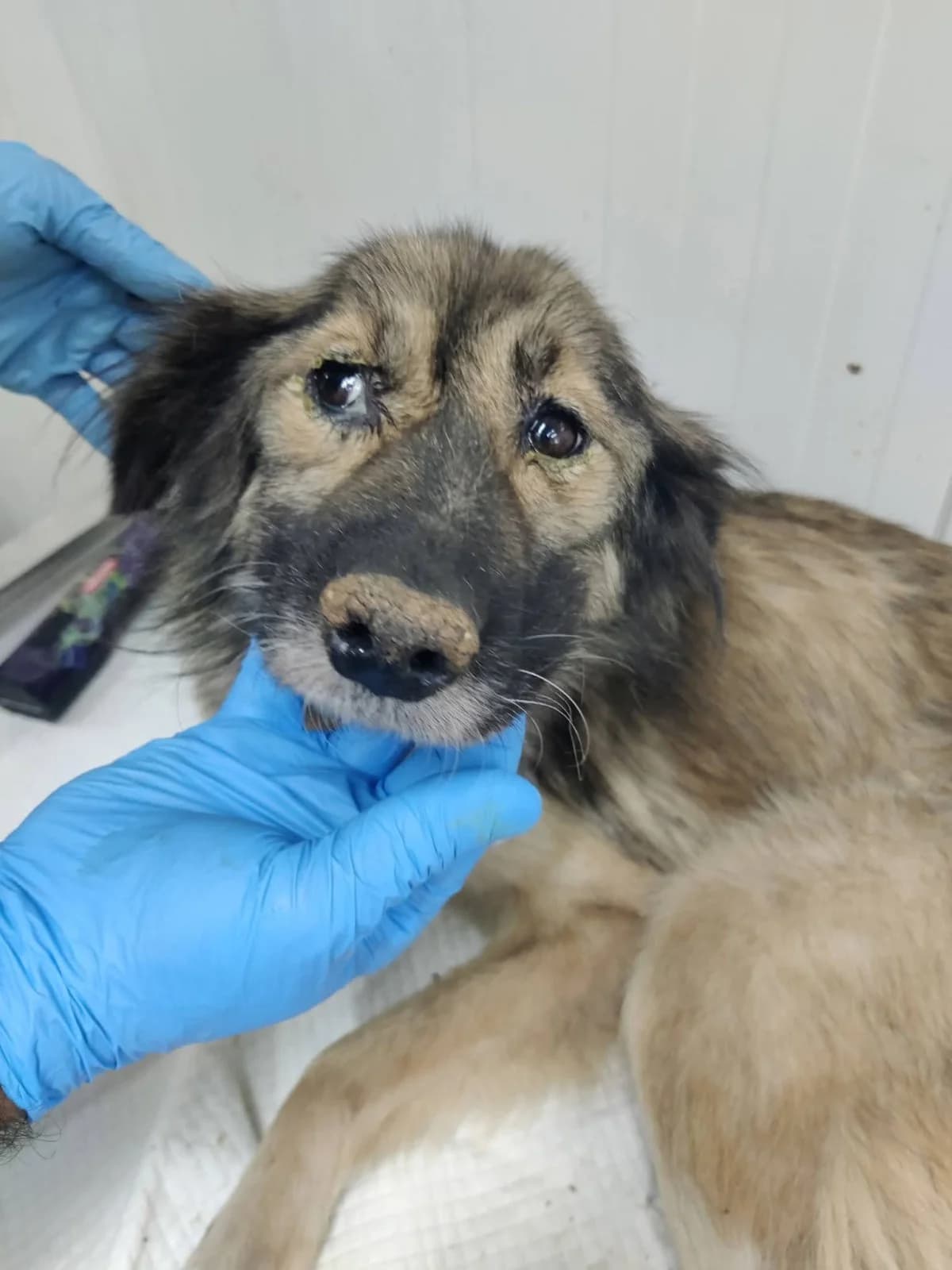 Nikita, female 5yo Mixed Breed for adoption at NaTiNo e.V.
