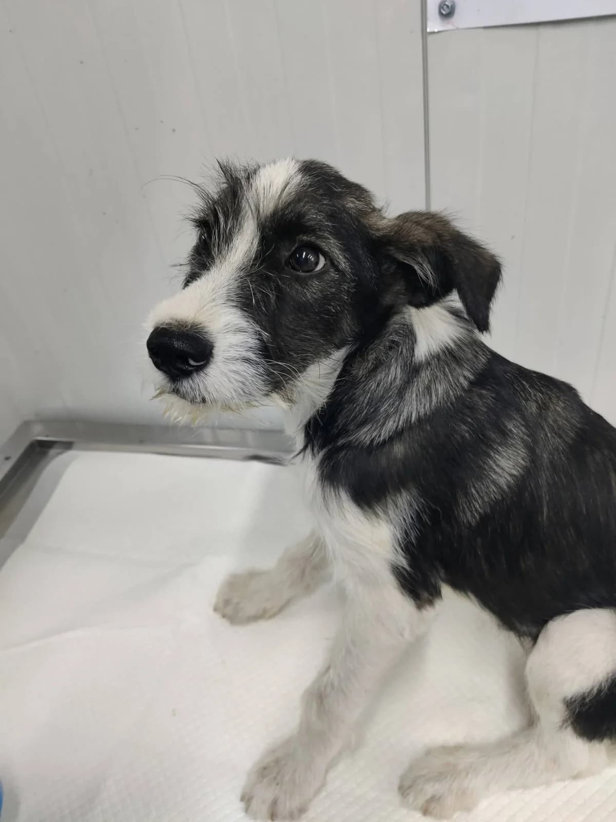 Rocco, male puppy Mixed Breed for adoption at NaTiNo e.V.